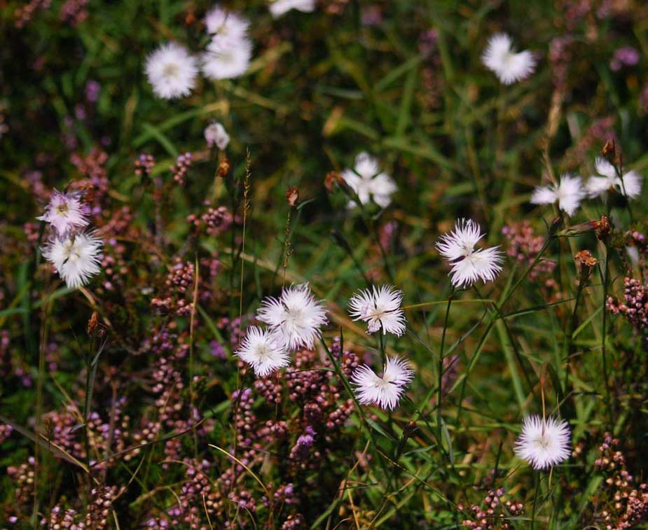 sempre da Campocecina Dianthus monspessulanus